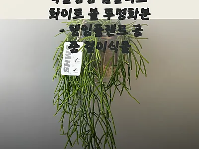 식물행성 립살리스 화이트 볼 투명화분 관련 이미지 1
